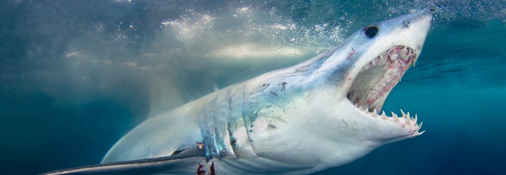 Les mythes font la vie dure aux requins - SUMMUM Magazine